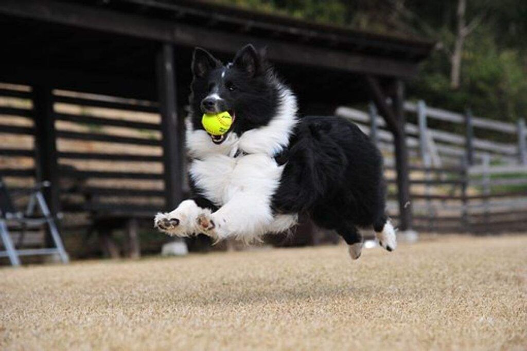 Why Your Dog Jumps on People