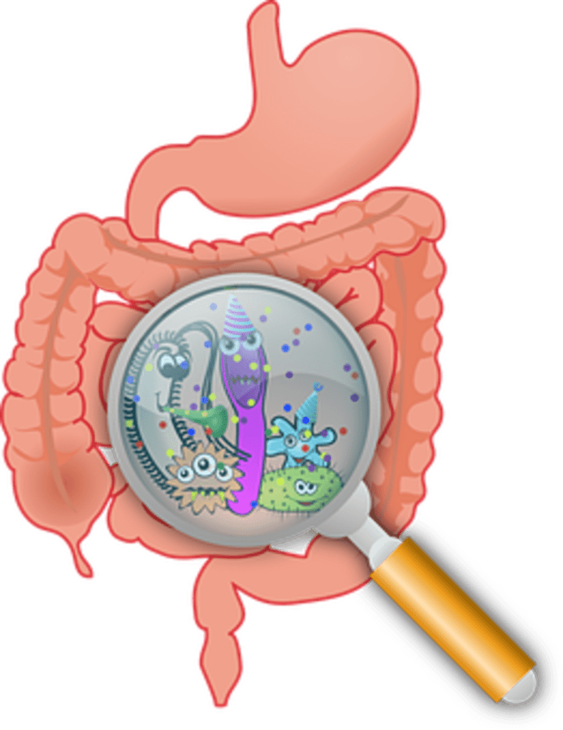 Digestive Health