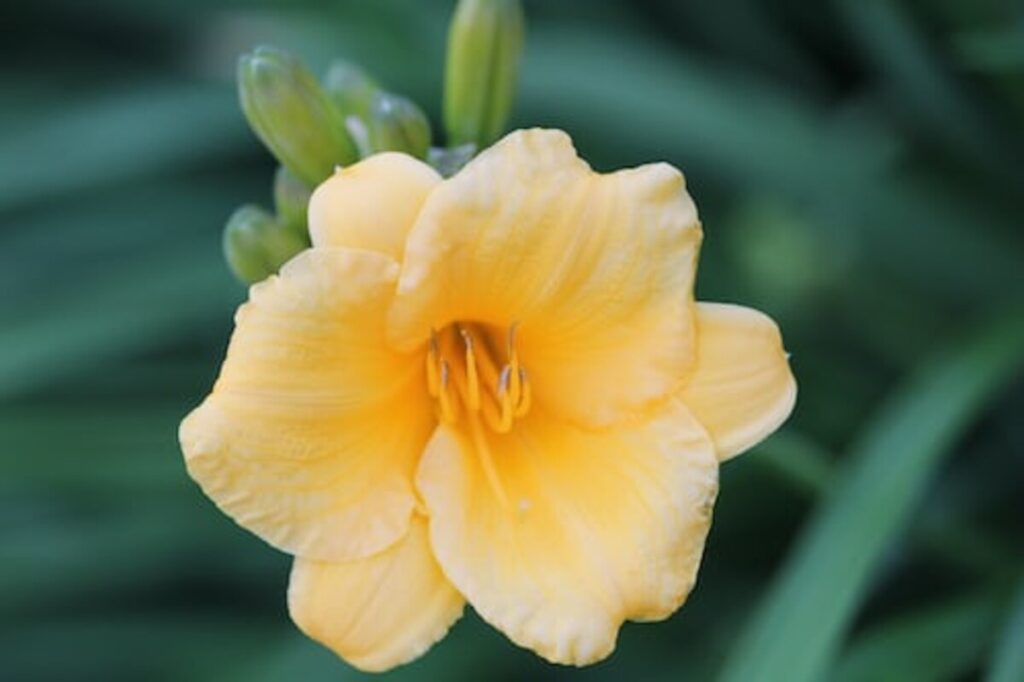buy papaver somniferum pods