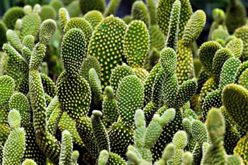 buy peyote