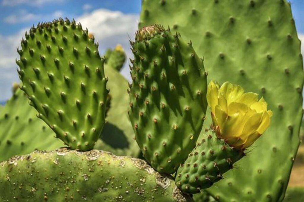 peyote cactus for sale