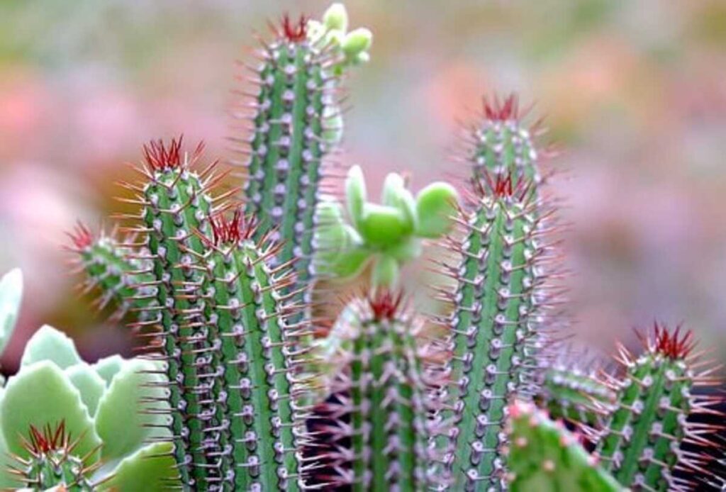 peyote for sale