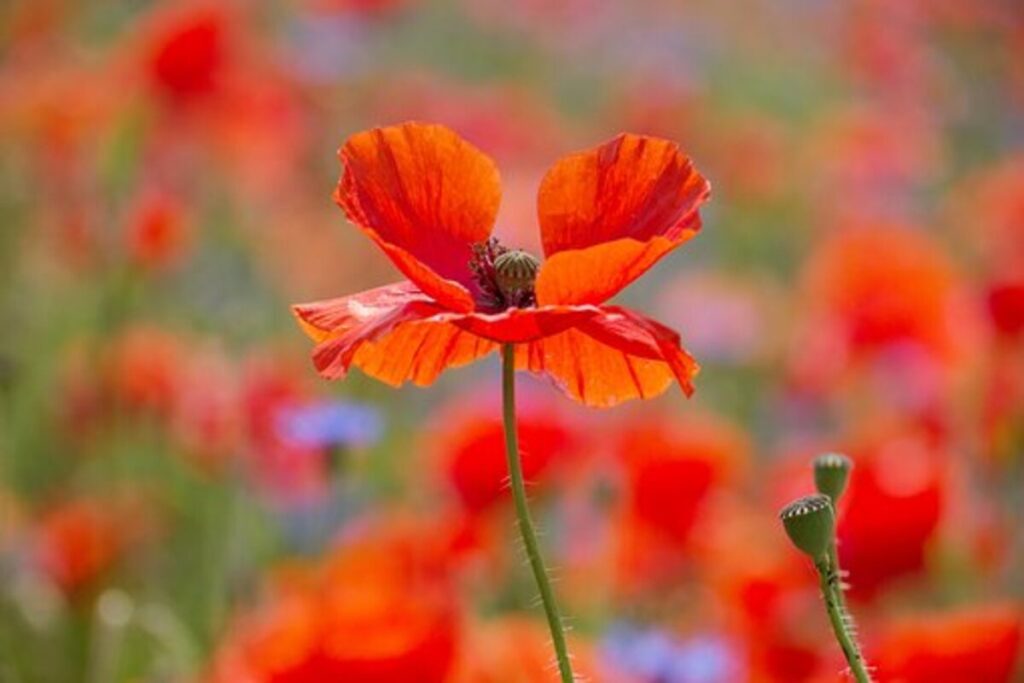 poppy pods for sale