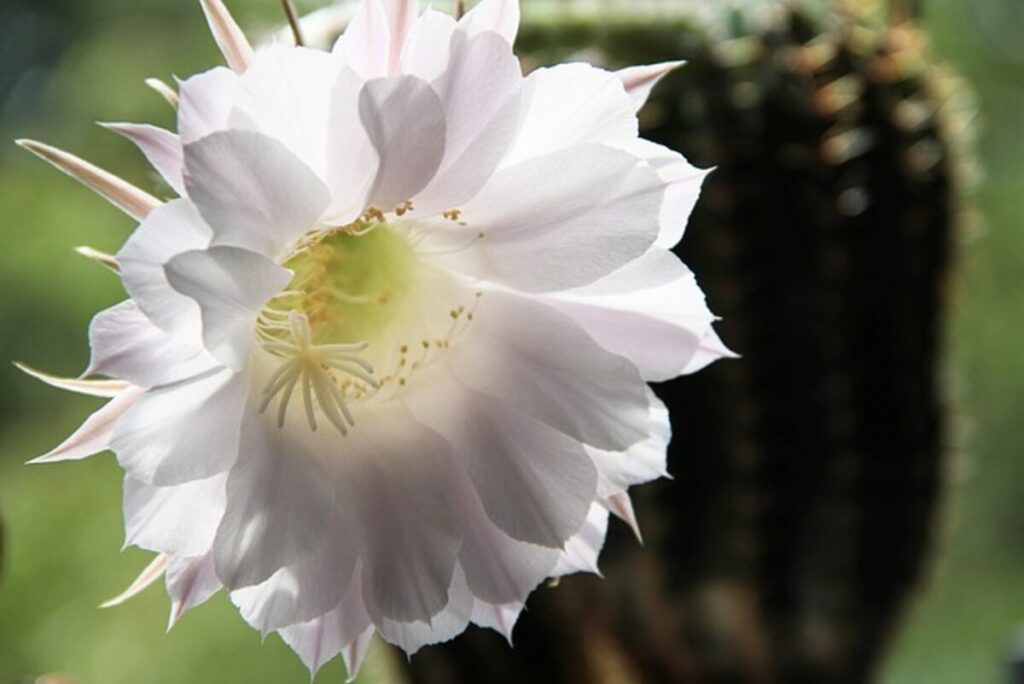 peyote for sale