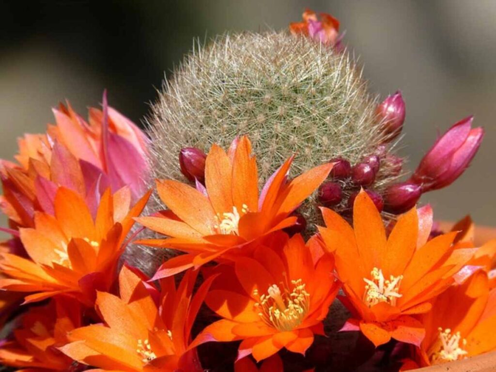 san pedro cactus for sale