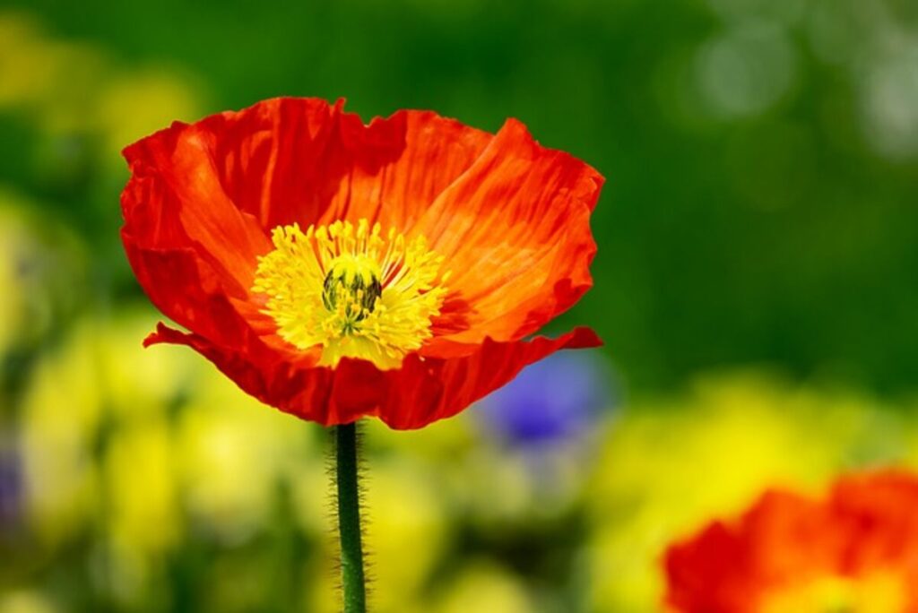 Dried poppy pods