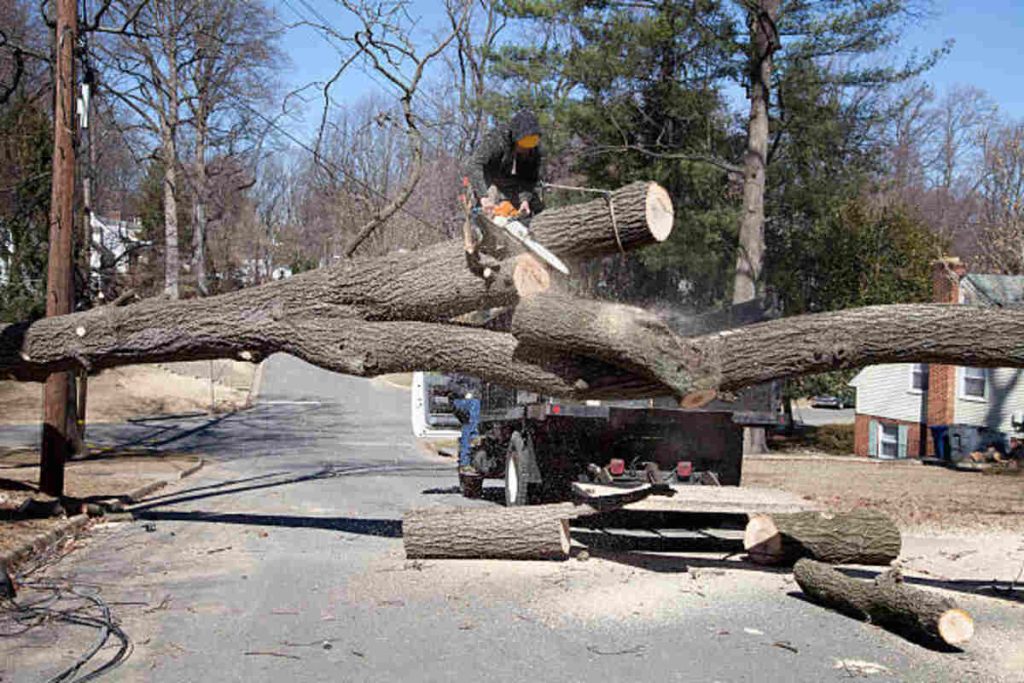 campbell tree service