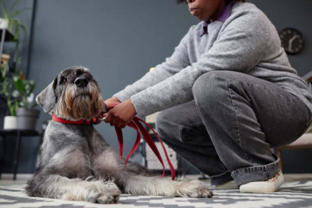 Choosing the Right Dog Harness for Comfort