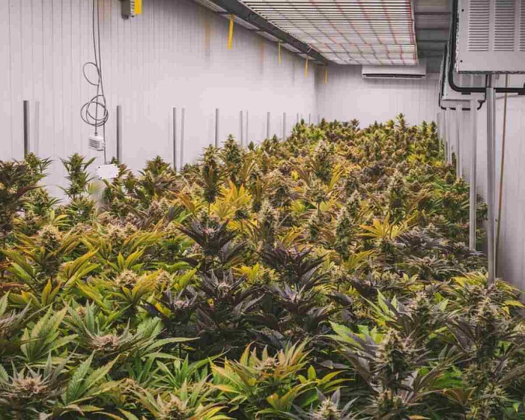 Finding THCA Products for Sale